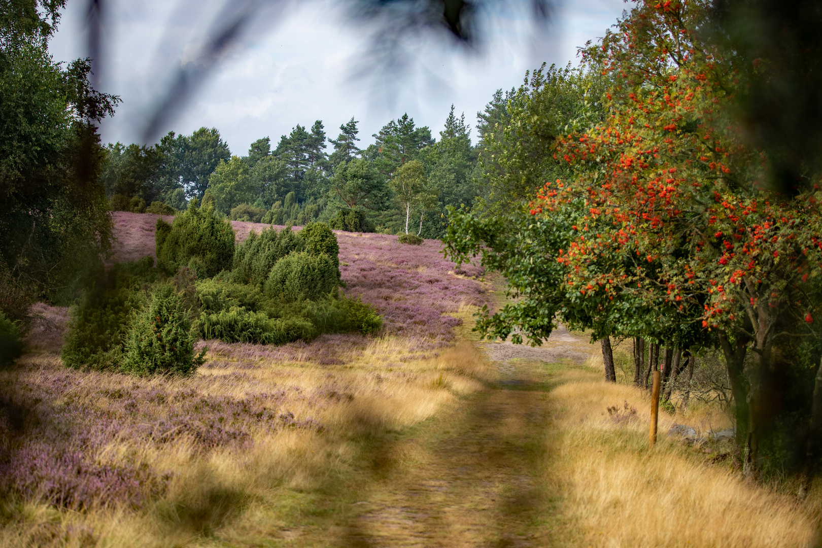 Lüneburger Heide