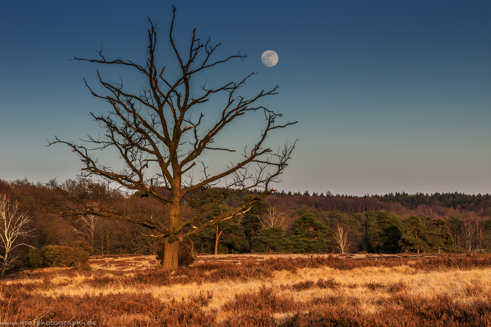 Lüneburger Heide