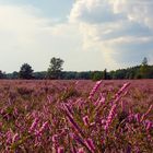 Lüneburger Heide