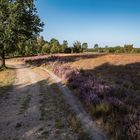 Lüneburger Heide - da gehts lang