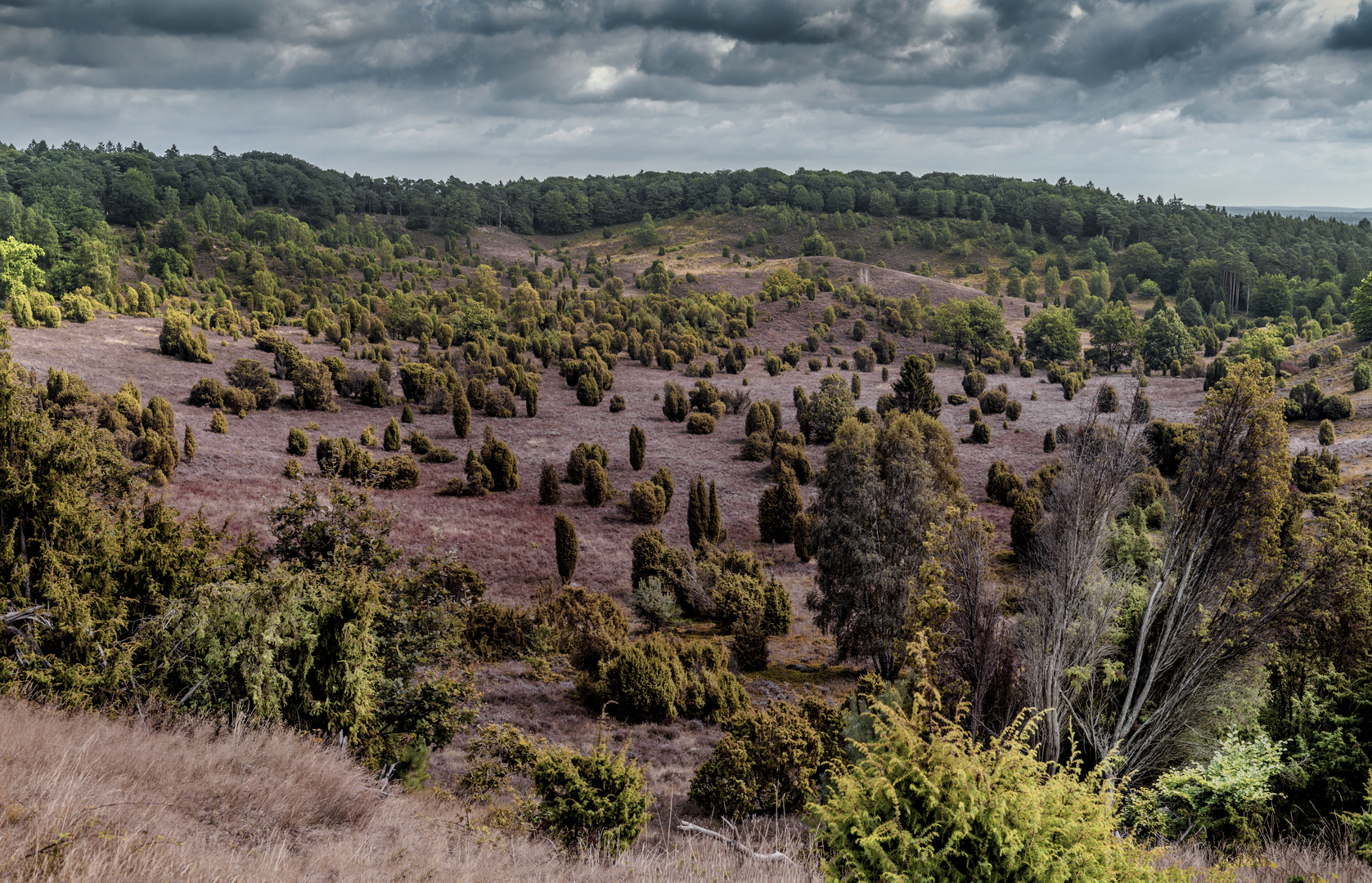 Lüneburger Heide...