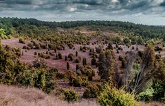 Lüneburger Heide...