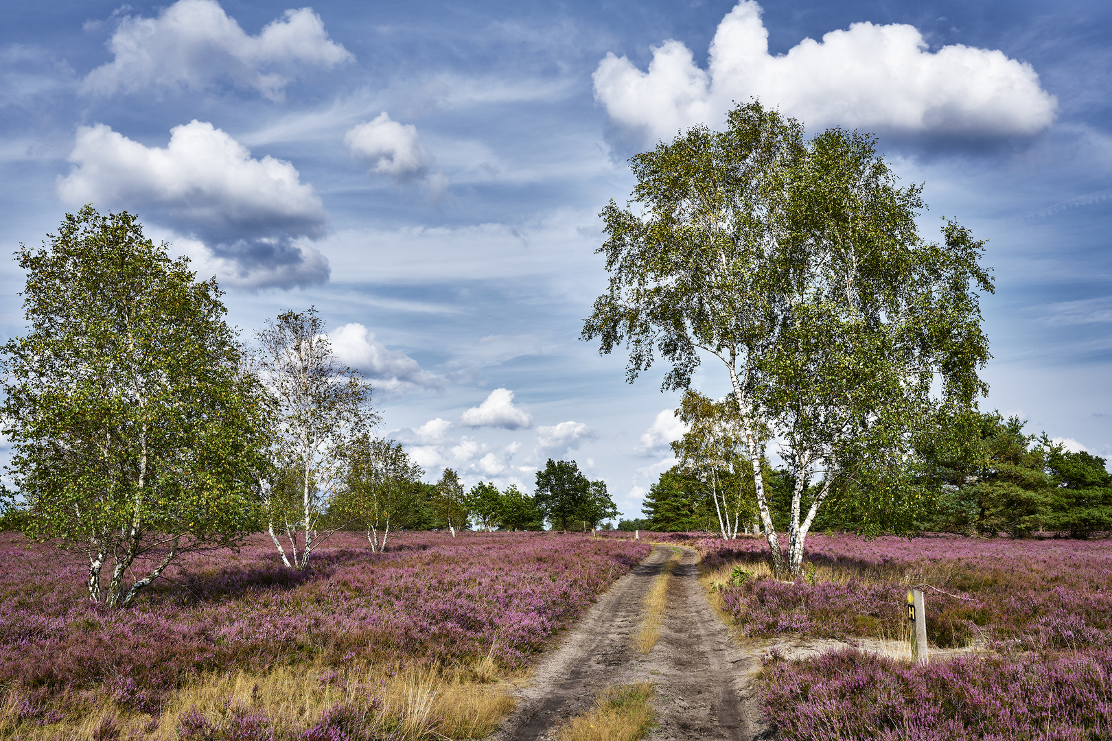 Lüneburger-Heide