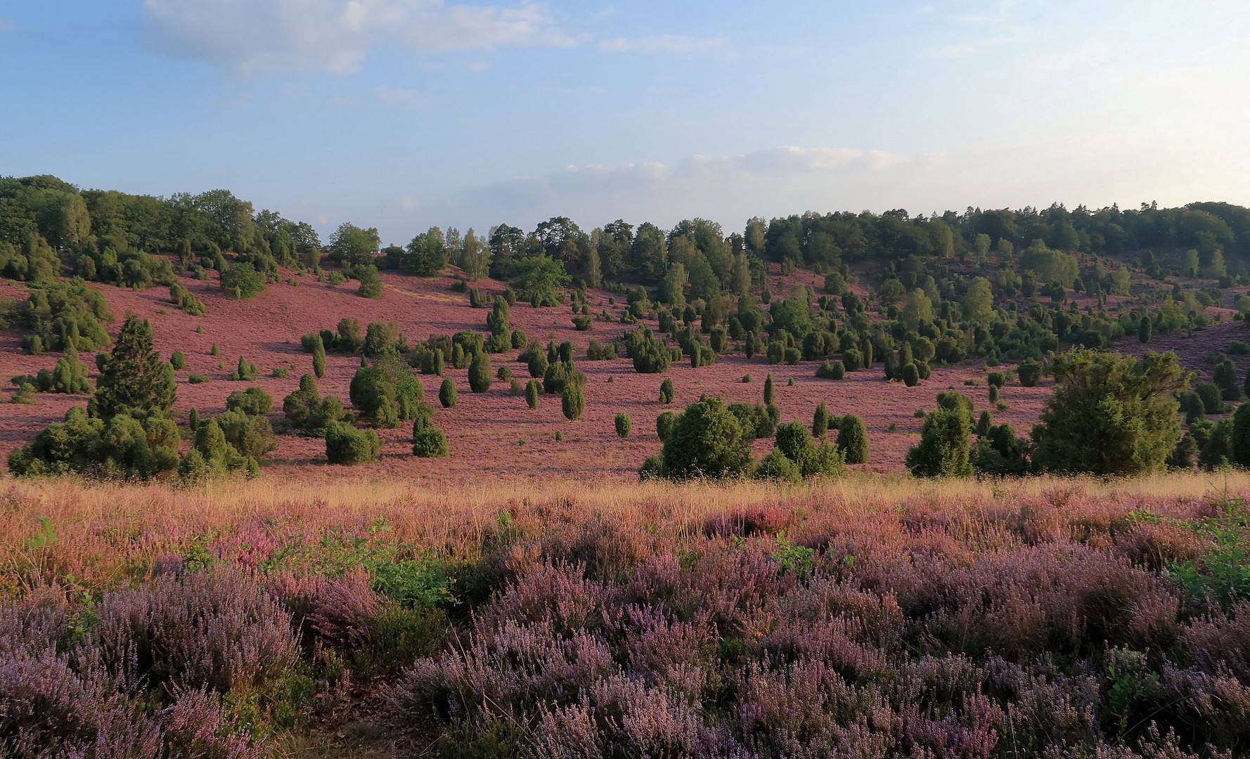 Lüneburger Heide