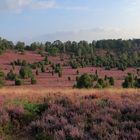 Lüneburger Heide