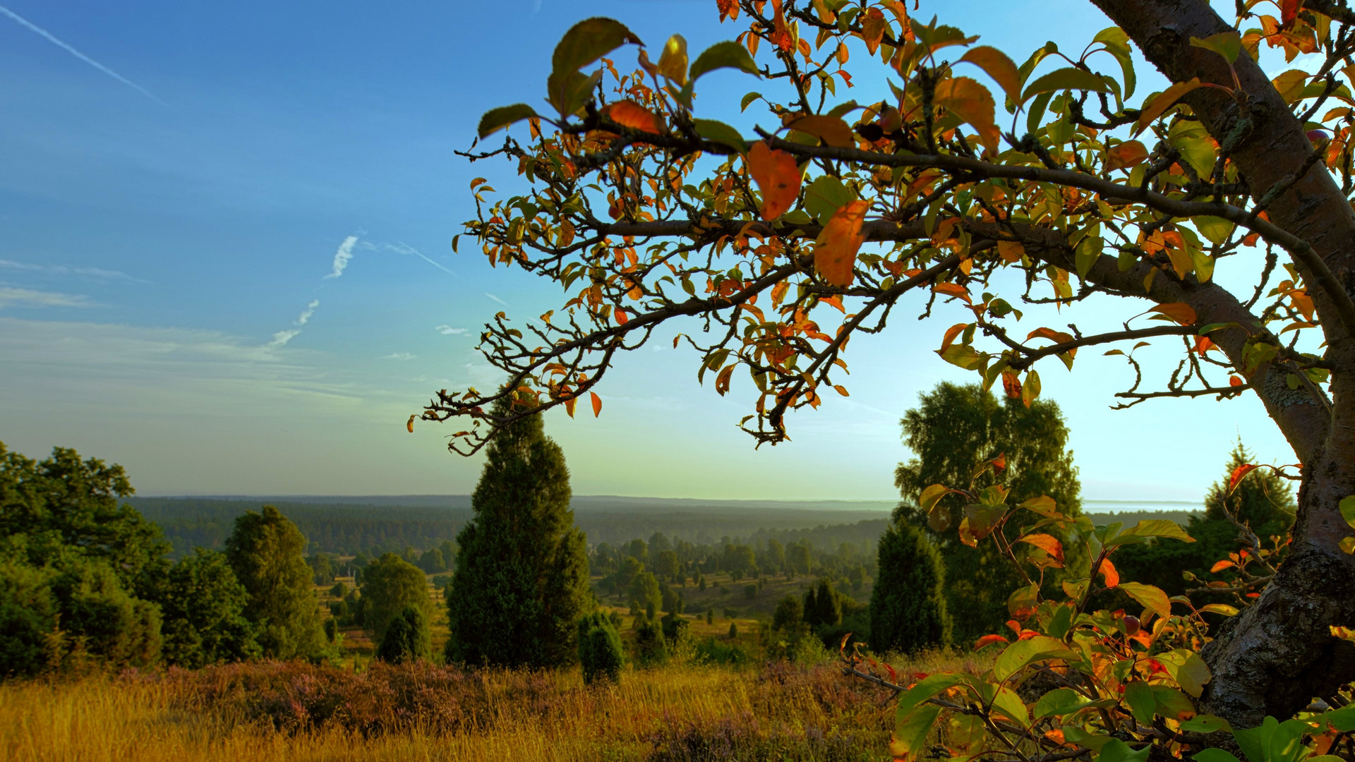 Lüneburger Heide - Die Heidmark