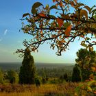 Lüneburger Heide - Die Heidmark