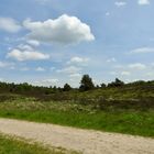 Lüneburger Heide