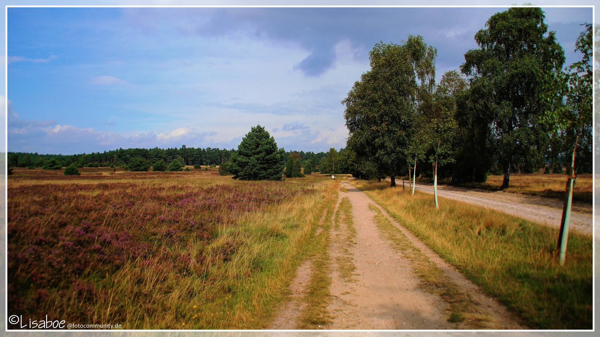 Lüneburger Heide