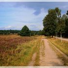 Lüneburger Heide