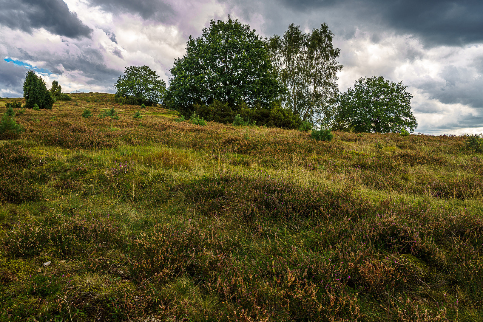 Lüneburger Heide 