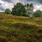 Lüneburger Heide 