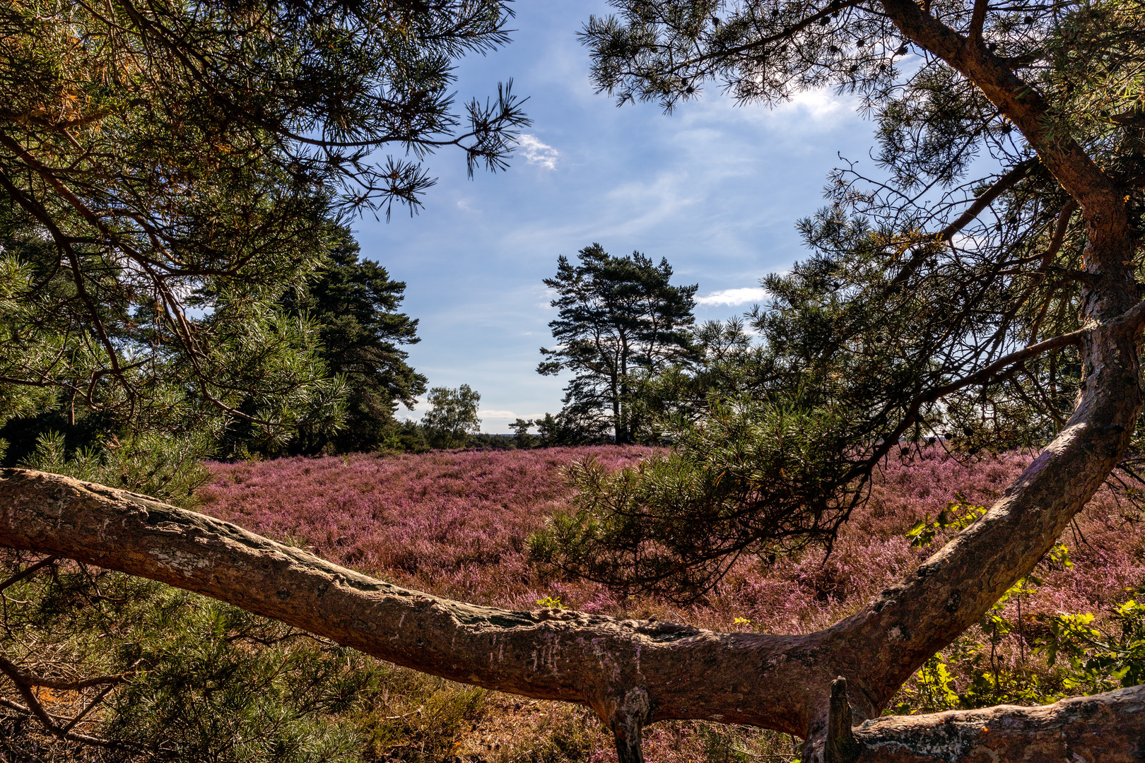 Lüneburger Heide