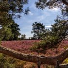 Lüneburger Heide