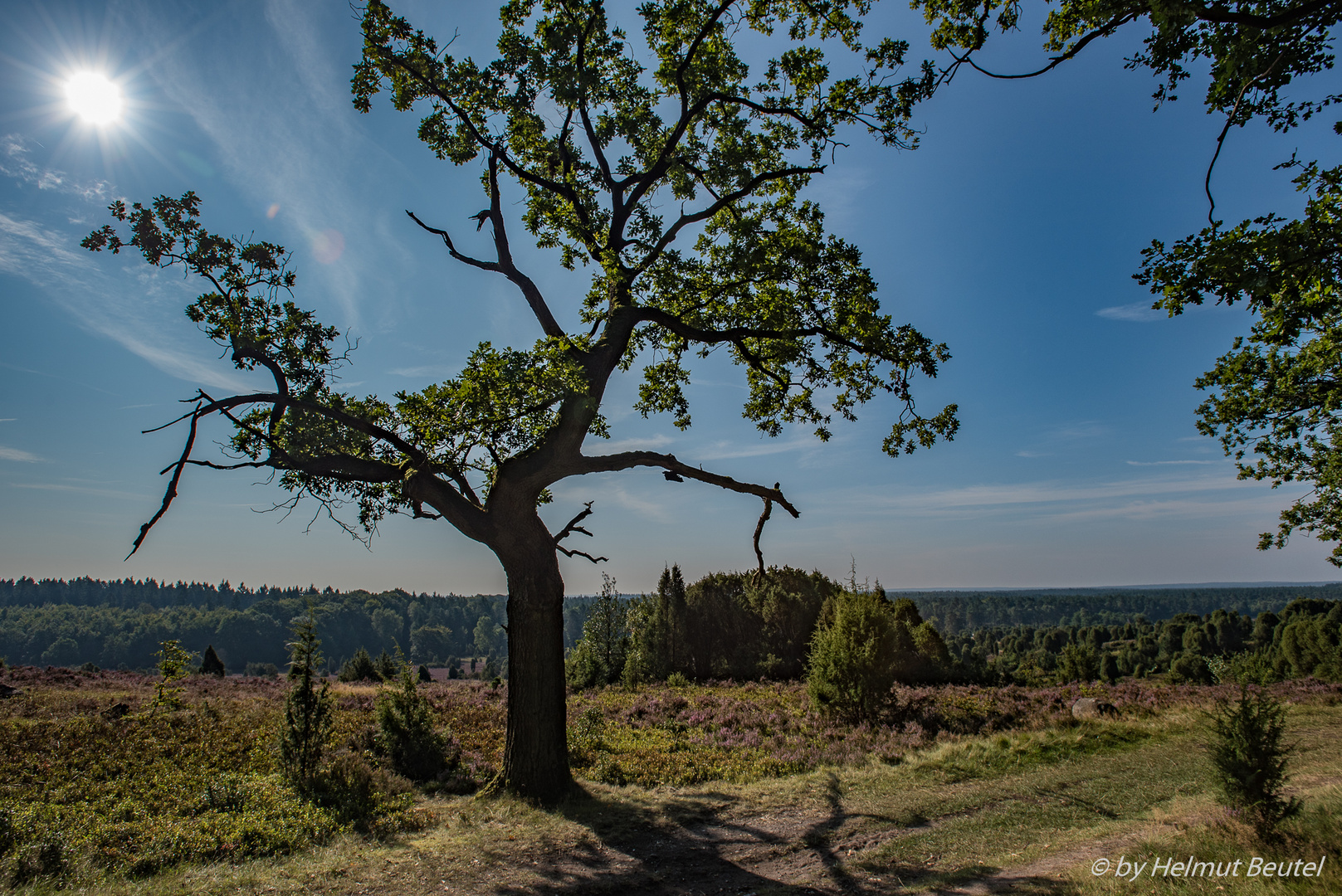 Lüneburger Heide - Eiche am Totengrund