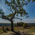 Lüneburger Heide - Eiche am Totengrund