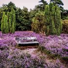 Lüneburger Heide... eine schöne Ecke in Deutschland 