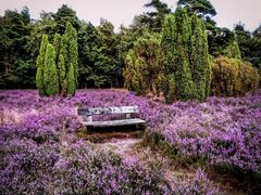 Lüneburger Heide... eine schöne Ecke in Deutschland 