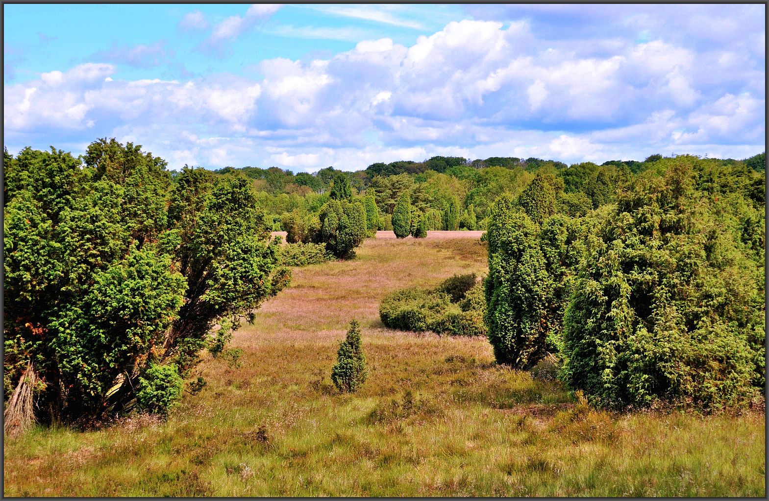 Lüneburger Heide