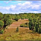 Lüneburger Heide