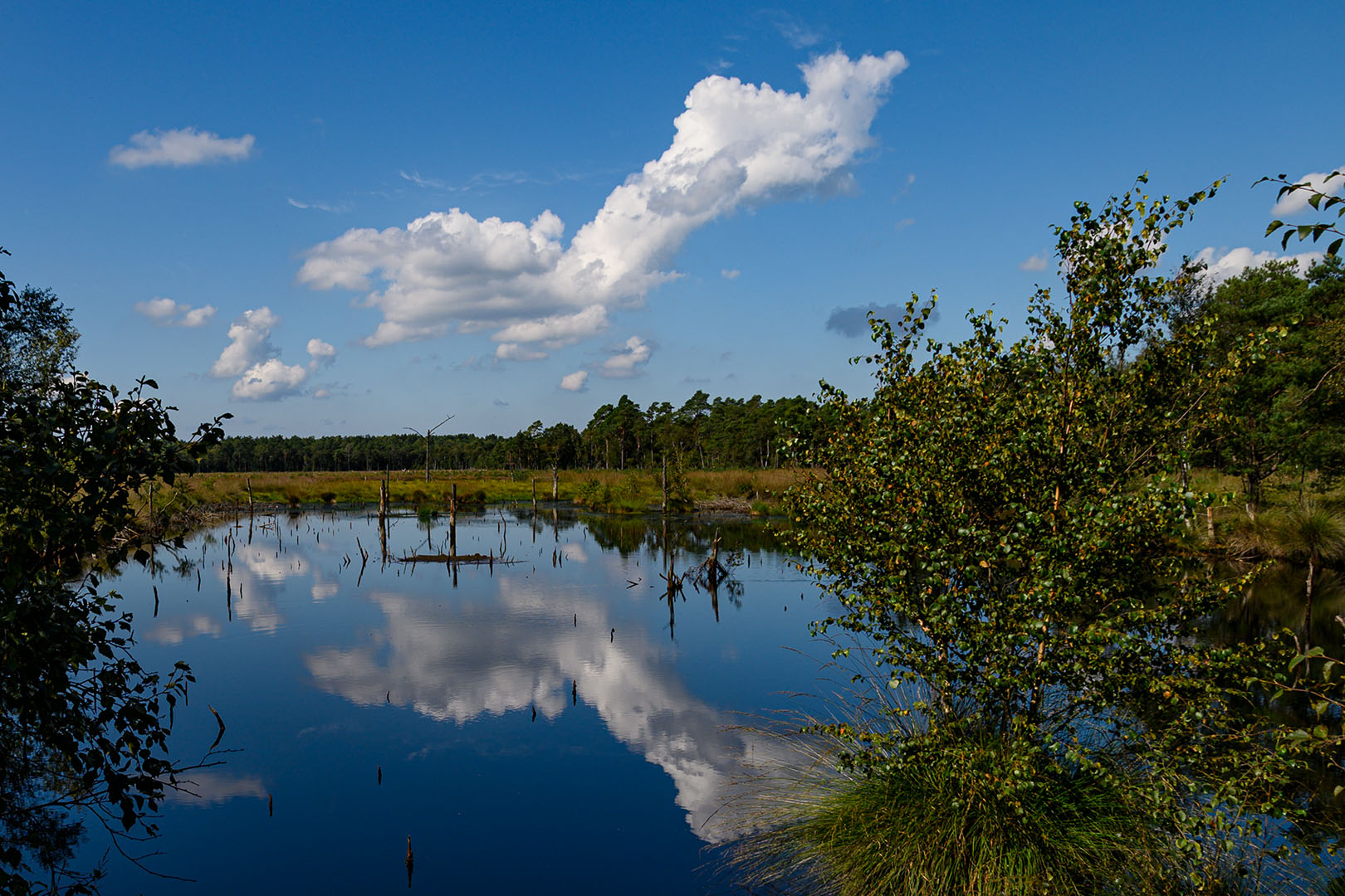 Lüneburger Heide