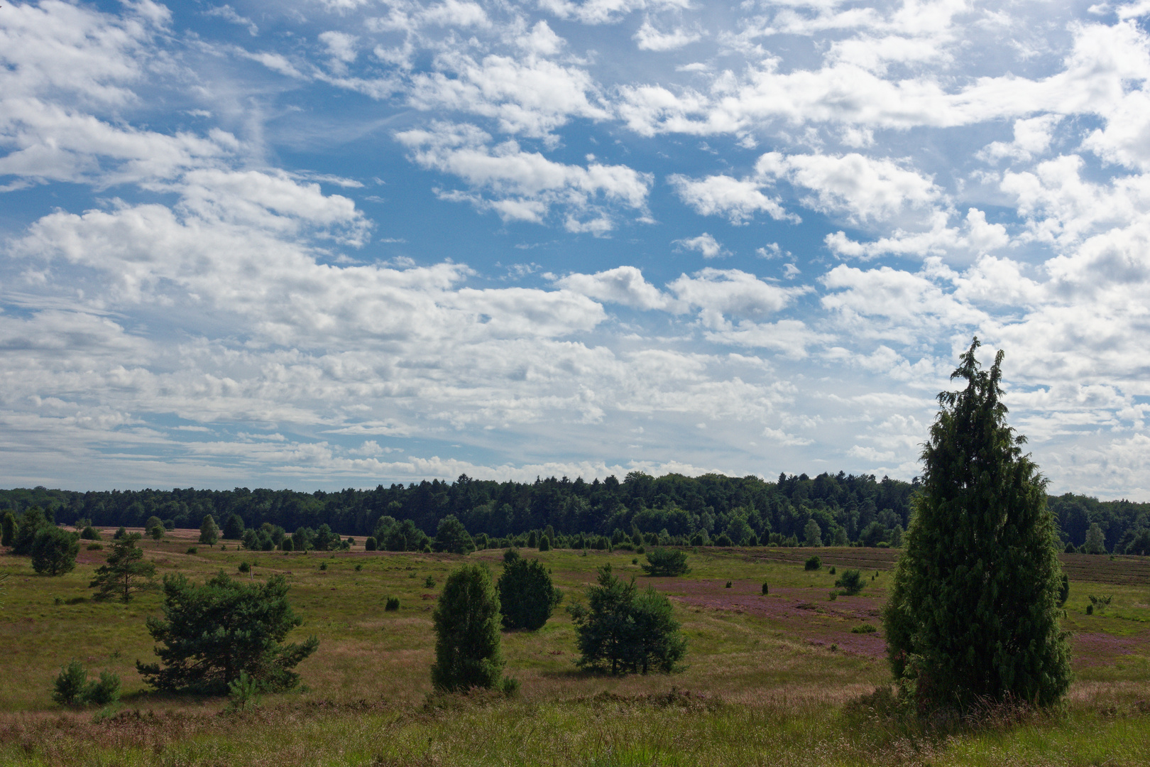 Lüneburger Heide