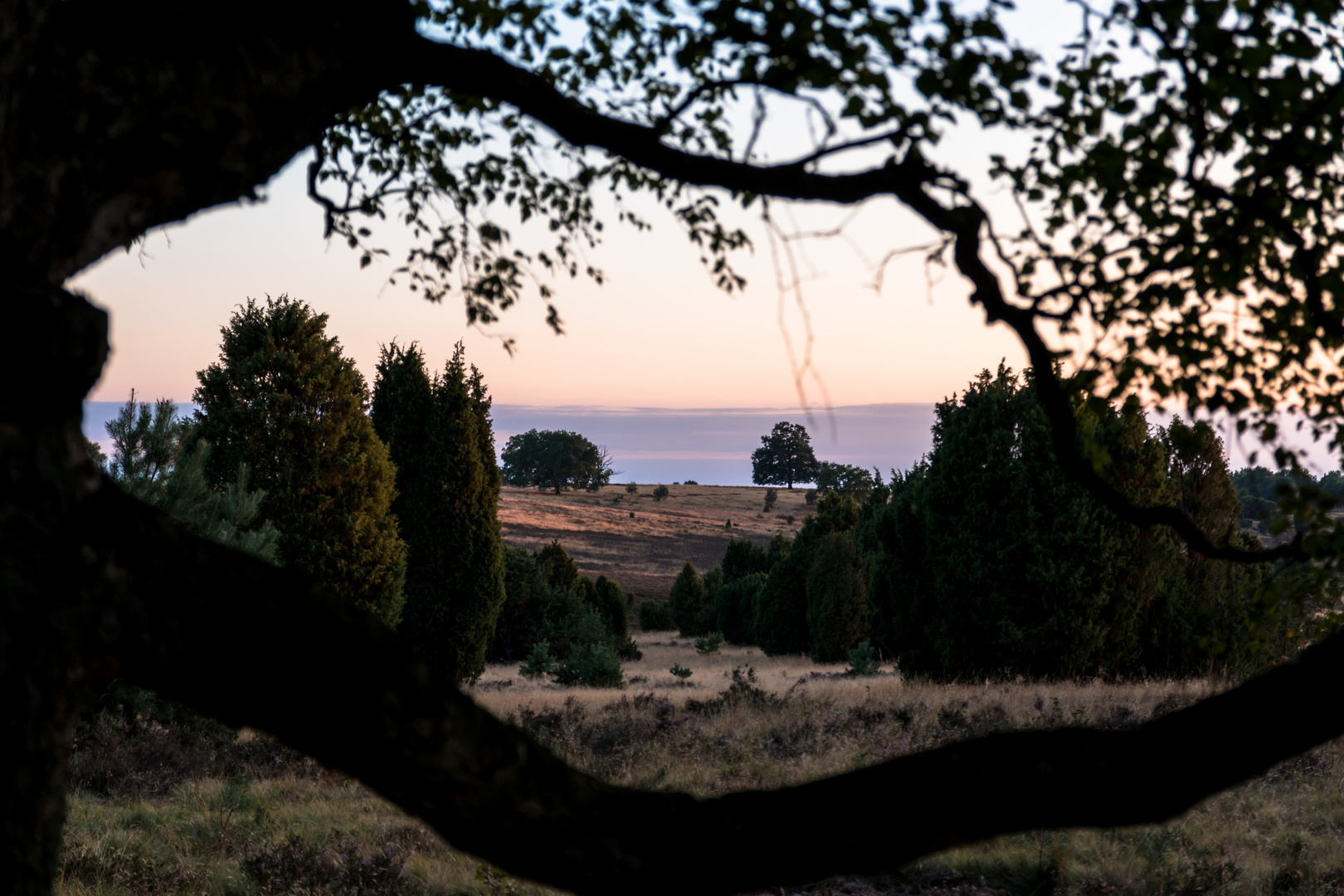 Lüneburger Heide