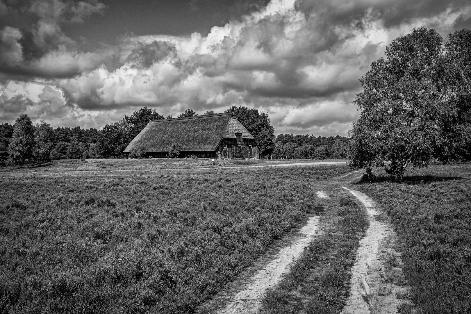 Lüneburger Heide geht auch in s/w