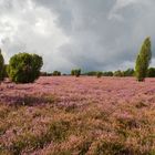 Lüneburger Heide - Heiliger Hain