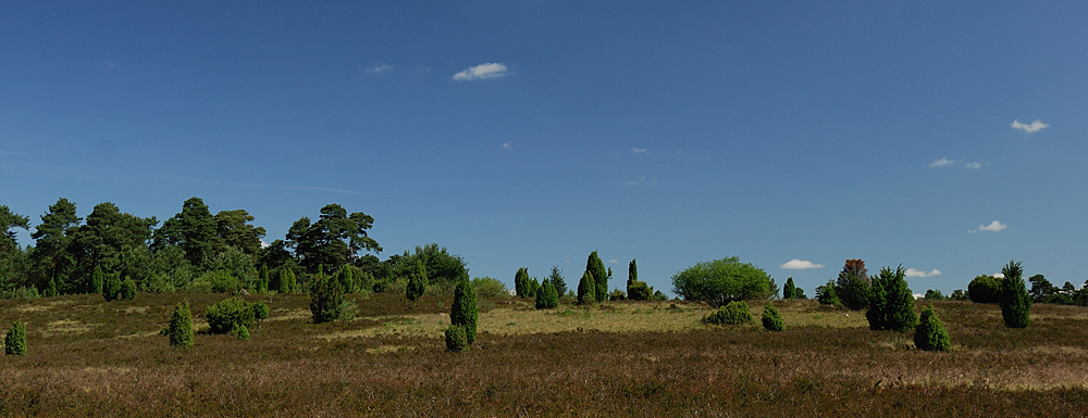 Lüneburger Heide I