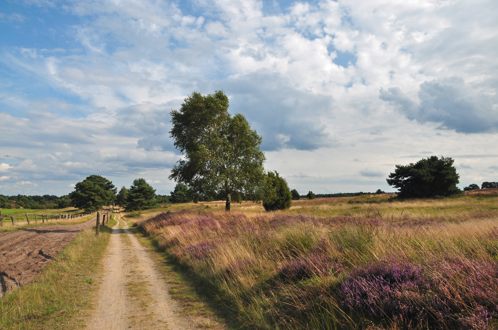 Lüneburger Heide II