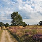 Lüneburger Heide II