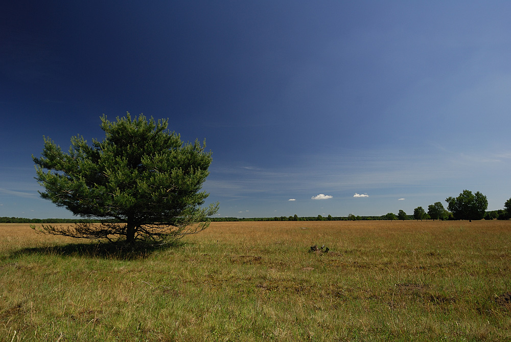 Lüneburger Heide II