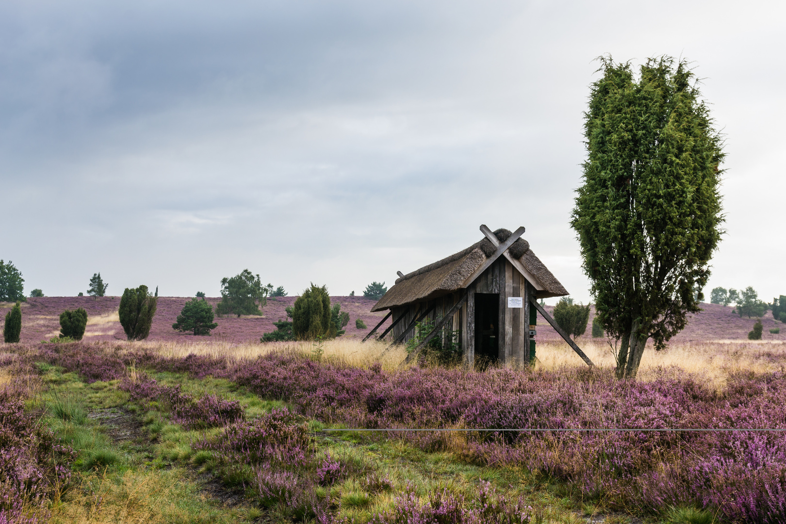 Lüneburger Heide III