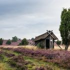 Lüneburger Heide III