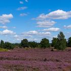 Lüneburger Heide im August 2017