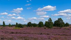 Lüneburger Heide im August 2017