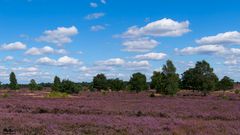 Lüneburger Heide im August 2017