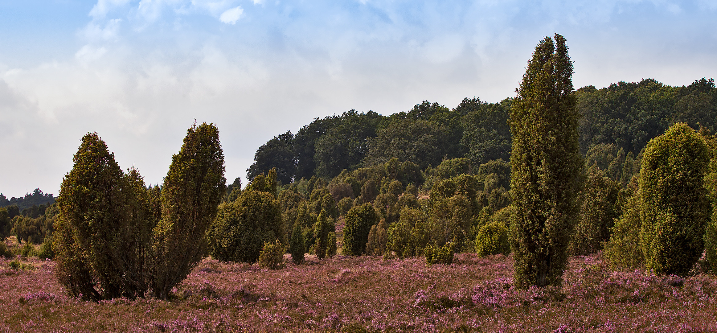 Lüneburger-Heide im August