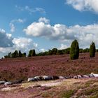 Lüneburger Heide im August