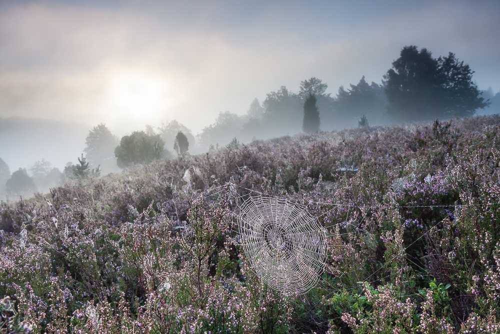 Lüneburger Heide im Herbst