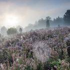 Lüneburger Heide im Herbst