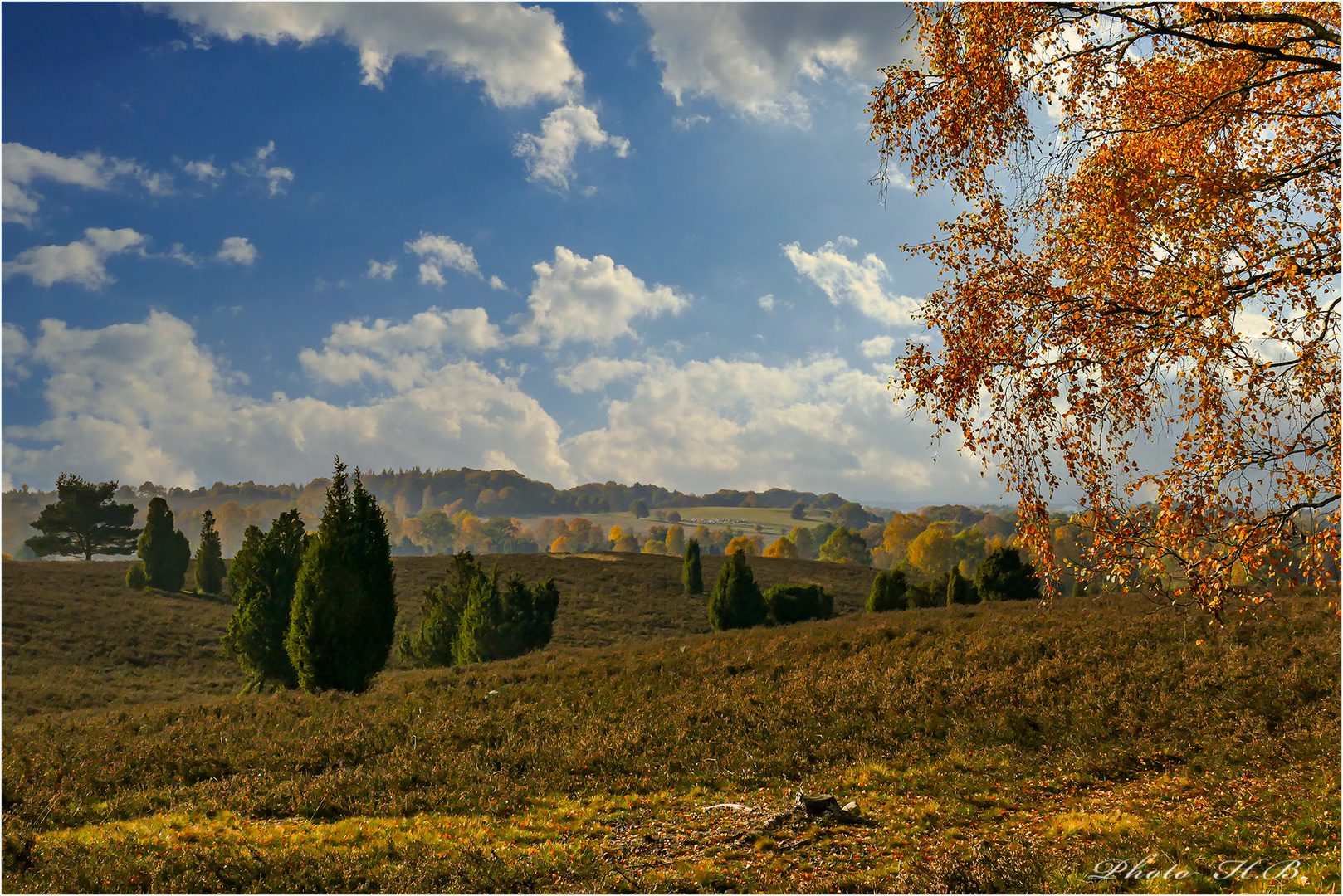 Lüneburger Heide im Herbst