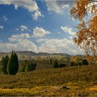 Lüneburger Heide im Herbst