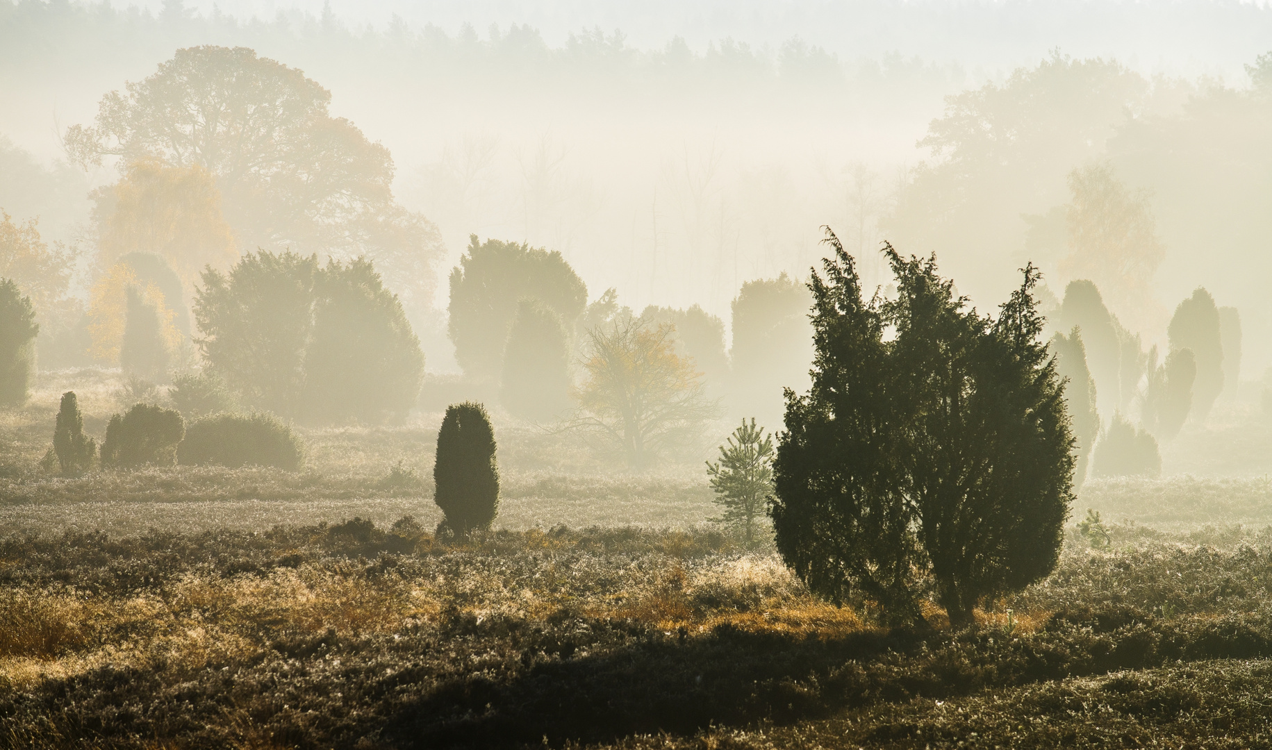 Lüneburger Heide im Herbstnebel