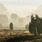 Lüneburger Heide im Herbstnebel