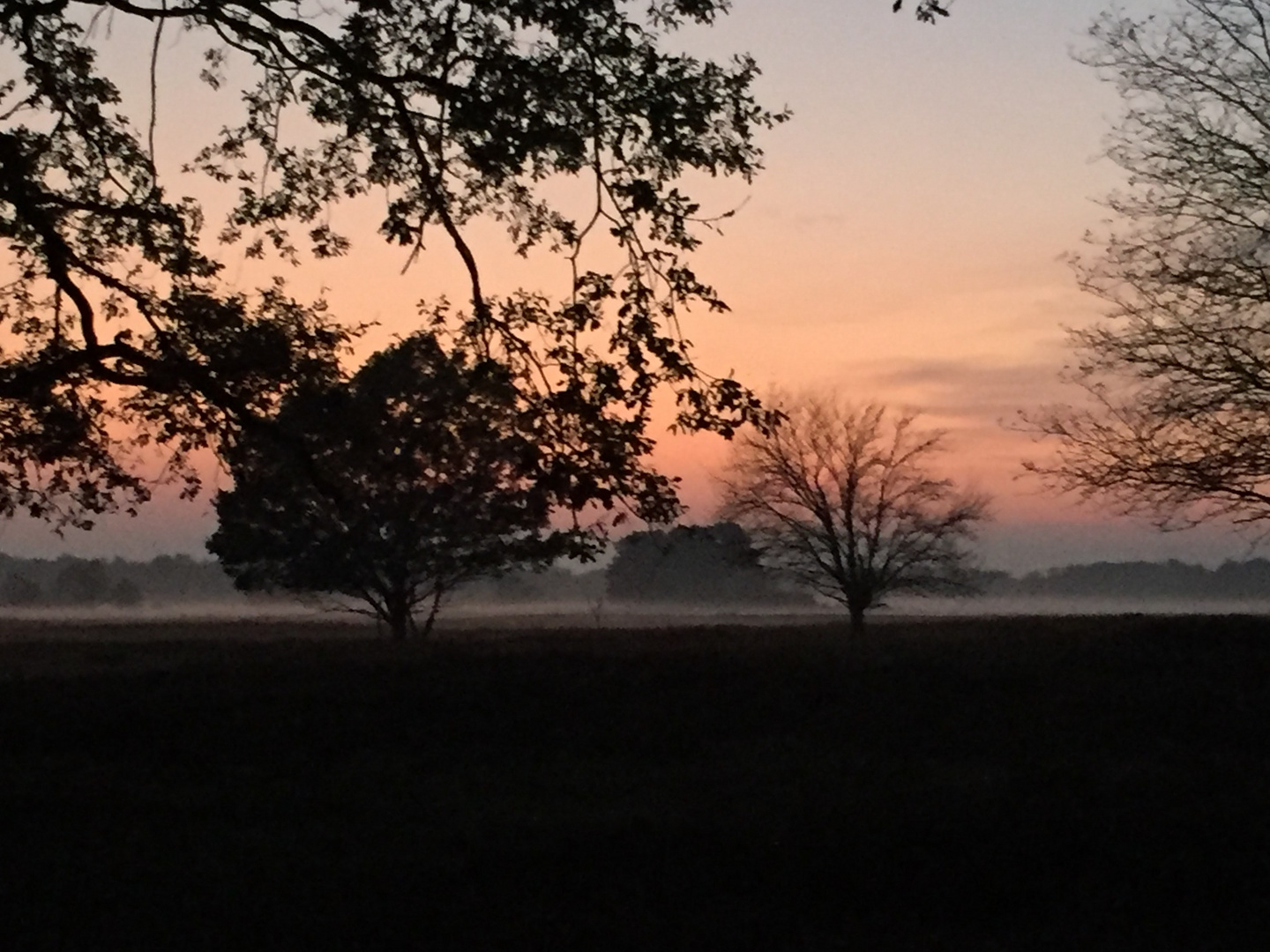 Lüneburger Heide im Nebel