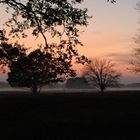 Lüneburger Heide im Nebel