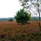 Lüneburger Heide im Oktober