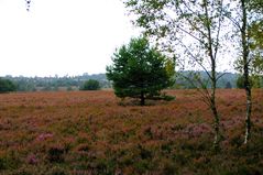 Lüneburger Heide im Oktober